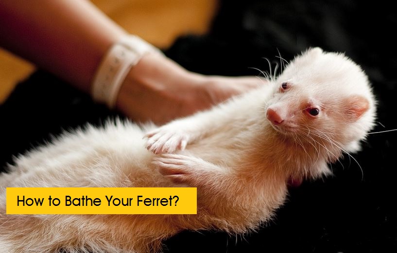 bathing your ferret