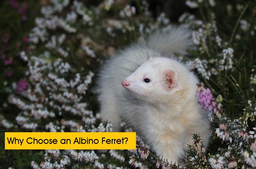 albino ferrets